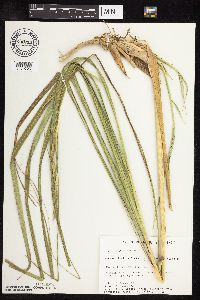 Spartina pectinata image