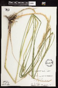 Spartina pectinata image