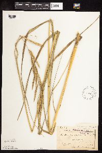 Spartina pectinata image