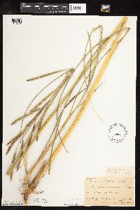 Media resource of Spartina pectinata