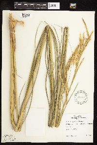 Spartina pectinata image