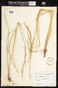 Spartina pectinata image