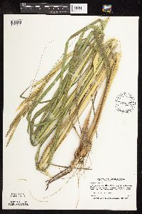 Spartina pectinata image
