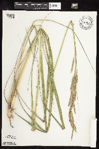 Spartina pectinata image