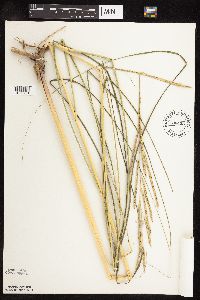 Spartina pectinata image