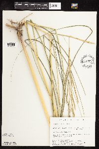 Spartina pectinata image