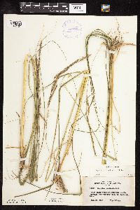 Spartina pectinata image
