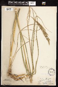 Spartina pectinata image
