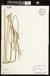 Spartina pectinata image