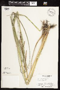 Spartina pectinata image