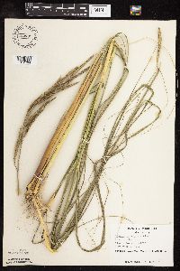 Spartina pectinata image