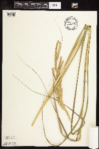 Spartina pectinata image