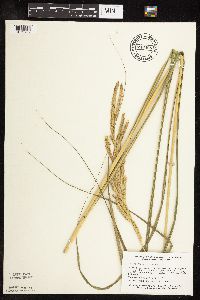 Spartina pectinata image