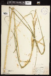 Spartina pectinata image