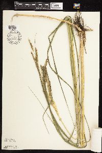 Spartina pectinata image