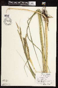 Spartina pectinata image