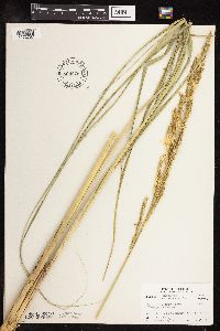 Spartina pectinata image