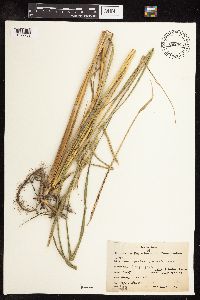 Spartina pectinata image