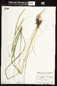 Spartina pectinata image