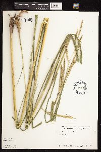 Spartina pectinata image