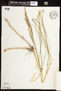 Spartina pectinata image