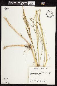 Spartina pectinata image