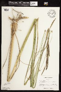 Spartina pectinata image