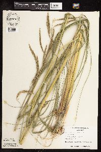 Spartina pectinata image