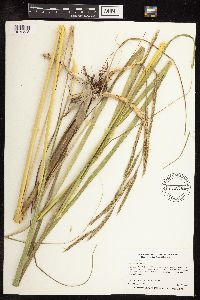 Spartina pectinata image