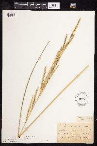Spartina pectinata image