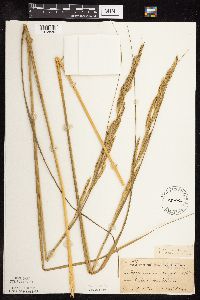 Spartina pectinata image