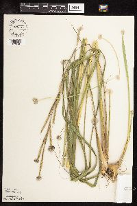 Spartina pectinata image