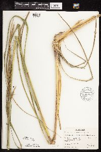 Spartina pectinata image