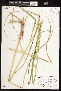 Spartina pectinata image