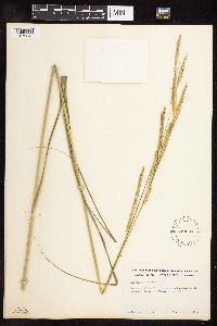 Spartina pectinata image