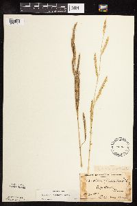 Spartina pectinata image
