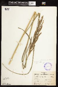 Spartina pectinata image