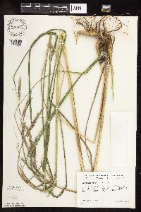 Spartina pectinata image