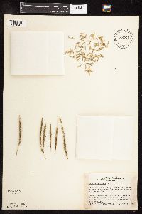 Spartina pectinata image