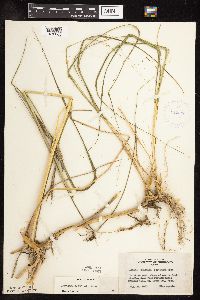 Spartina pectinata image