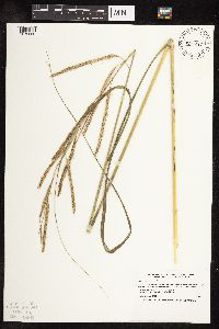 Spartina pectinata image