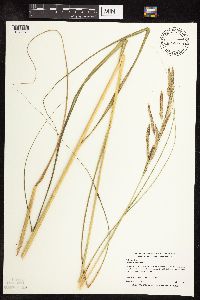 Spartina pectinata image