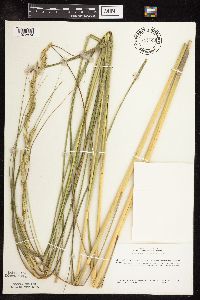 Spartina pectinata image