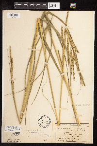 Spartina pectinata image