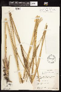 Spartina pectinata image