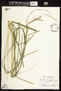 Spartina pectinata image