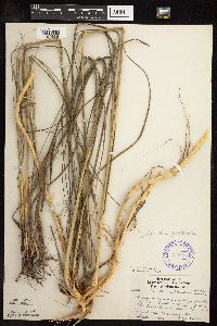 Spartina pectinata image