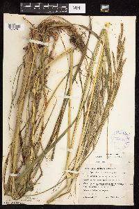 Spartina pectinata image
