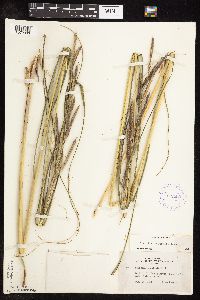 Spartina pectinata image