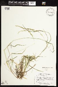 Sphenopholis intermedia image